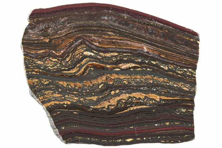 Polished Tiger Iron Stromatolite Slab - Billion Years #222054